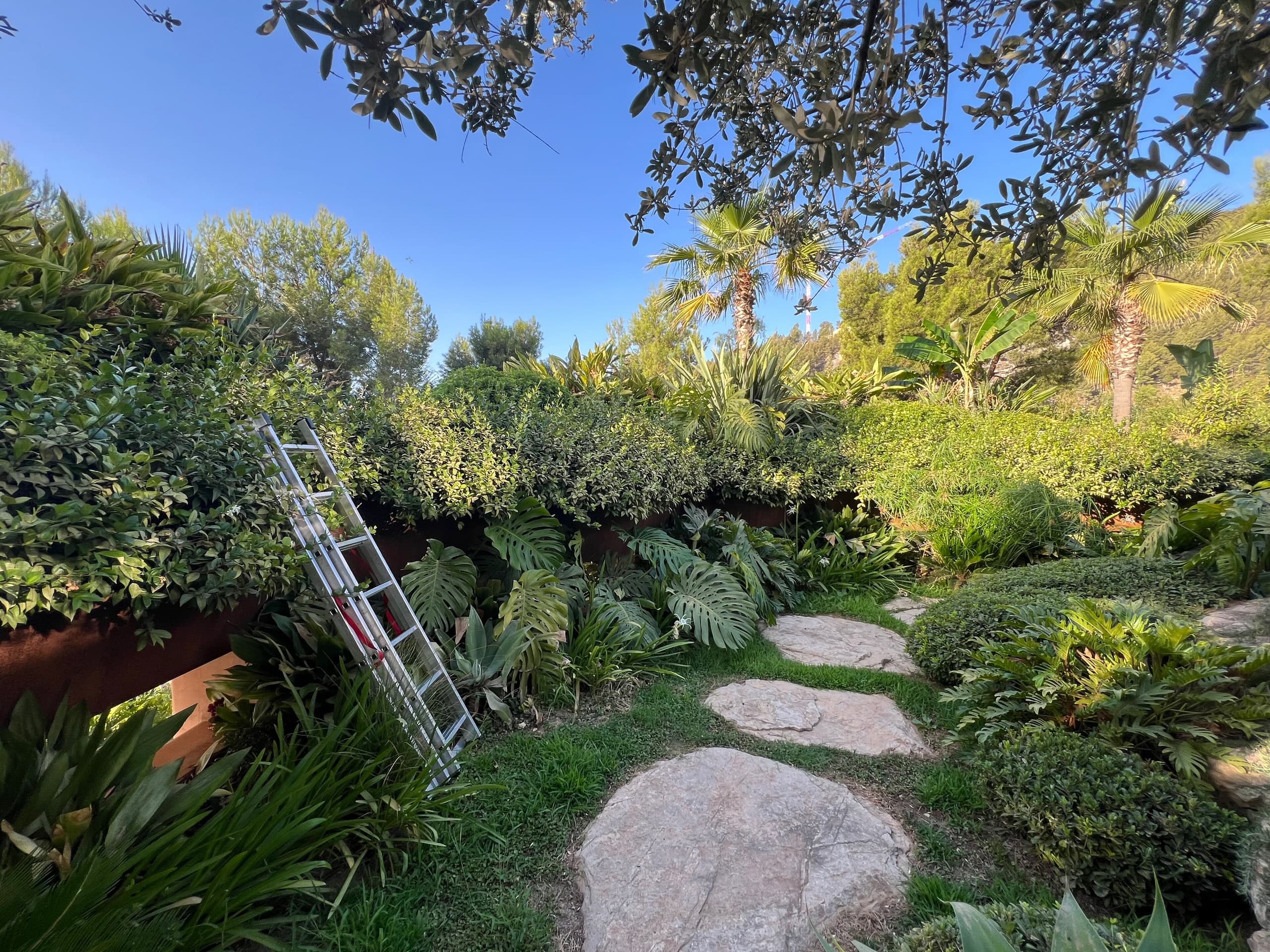 Finca de Calvià con palmeras y muro de piedra seca cuidada por TerraLuxe Gardens