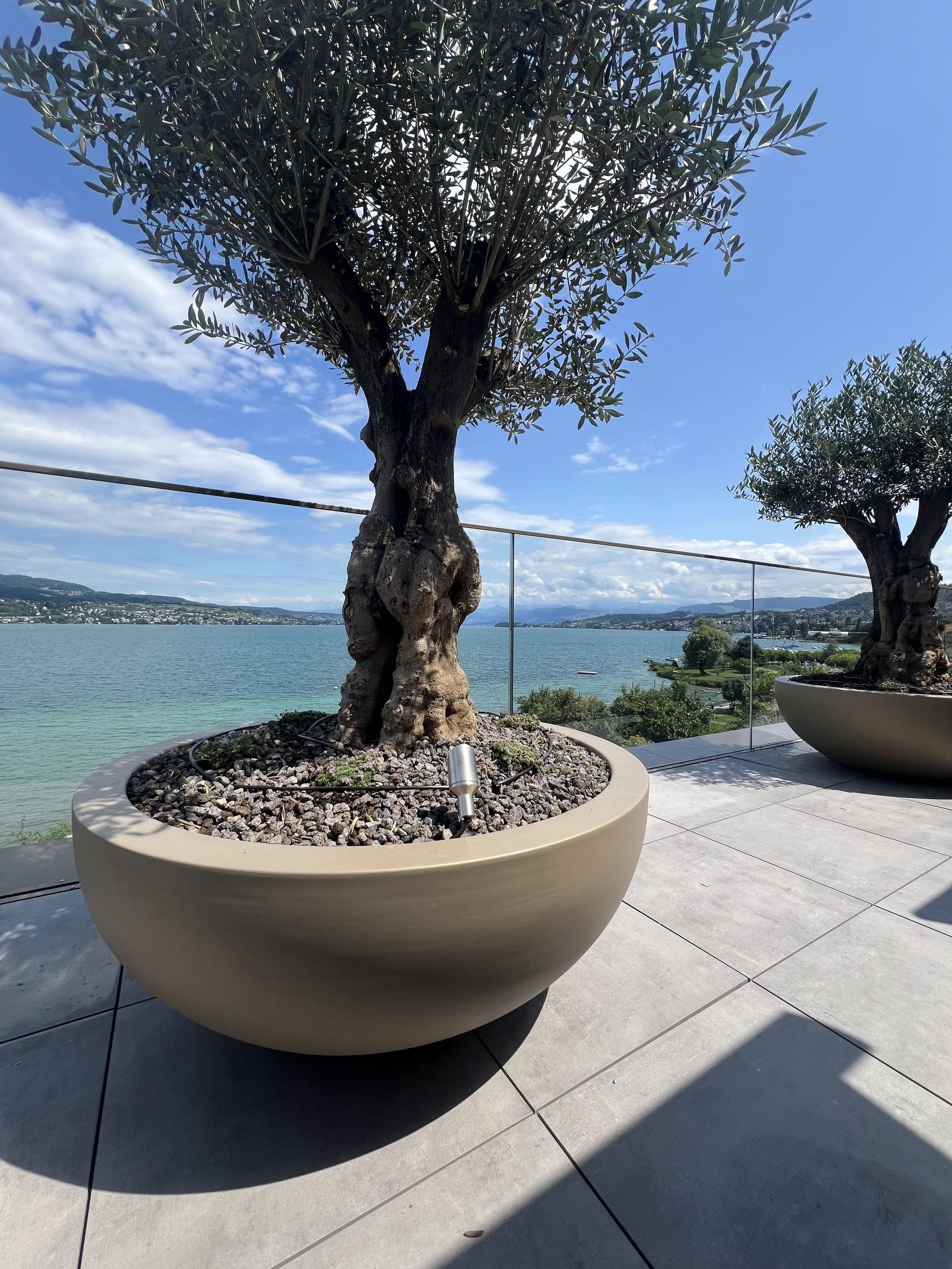 Jardín mediterráneo recién creado por TerraLuxe Gardens en una villa de Mallorca