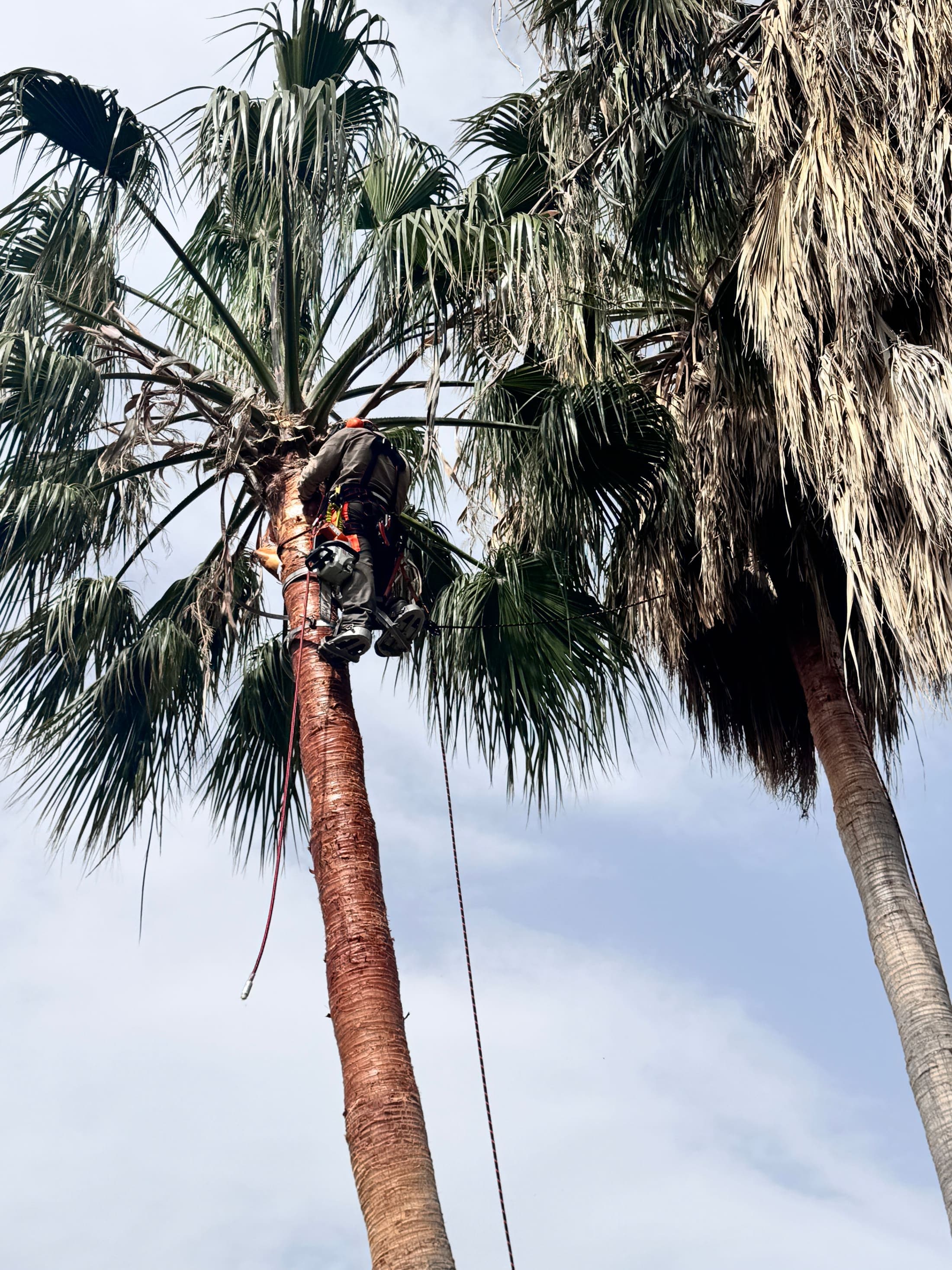 Arborista de TerraLuxe Gardens realizando una poda técnica especializada en una finca de Mallorca